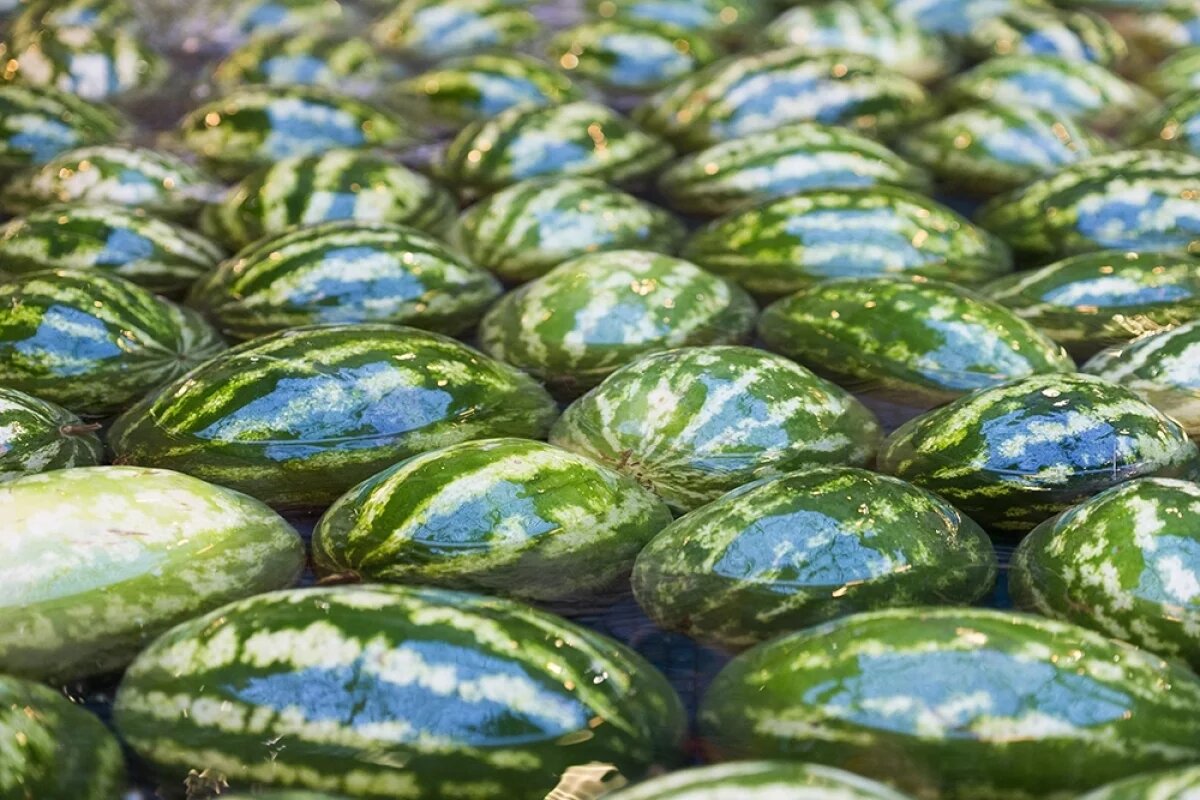    В Новосибирске изъяли более полутора тысяч незаконных арбузов на рынке