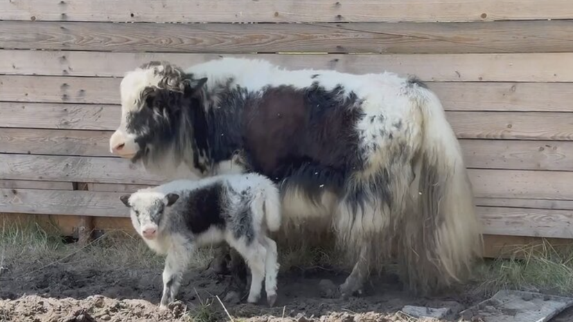    телеграм-канал "Нацпарк "Лосиный остров""