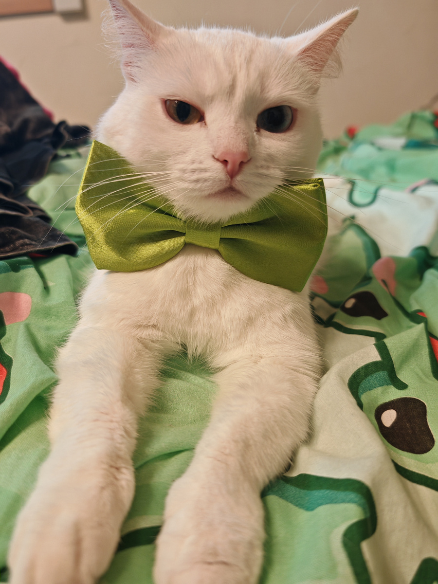 Моя кошка по имени Пуся (полное имя Пушинка) лежала на кровати и я решила одеть ей бантик. Получилась милая картинка! И у Пуси ещё был такой строгий взгляд. Ну как у учительницы!!! 