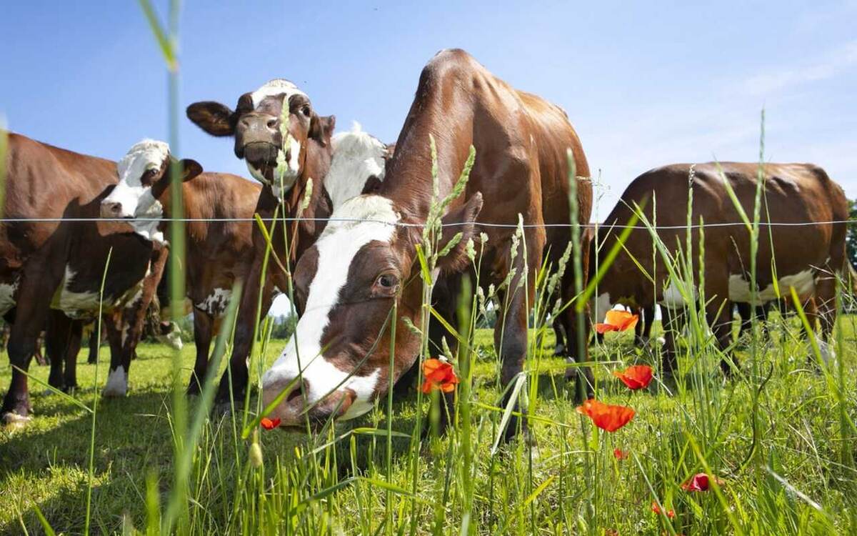    Семейный бизнес под угрозой: отец и сын Никоновы делят агрофирму через суд Фото – ru.freepik.com