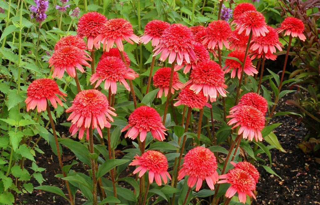 Эхинацея пурпурная Фламинго