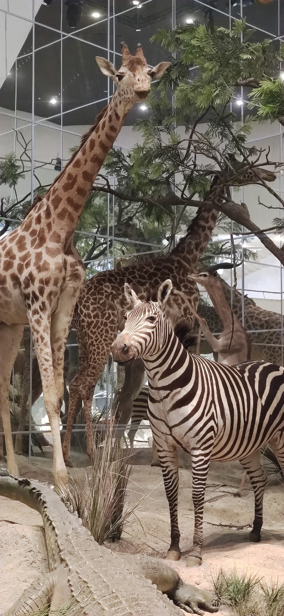 Дарвиновский музей. Локация с чучелами животных