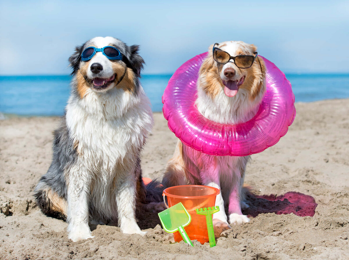 источник фото: https://wallpapers.com/images/hd/beachside-dogs-with-sunglassesand-floatie-02trixkukpindcwn.jpg