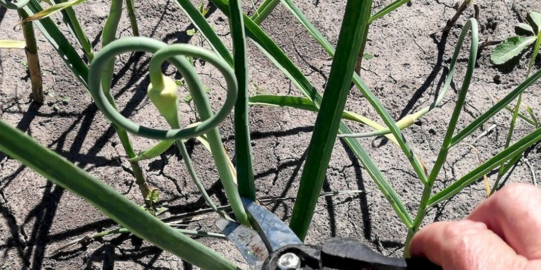 Как и когда удалять чесночные стрелки — и что вкусного из них приготовить