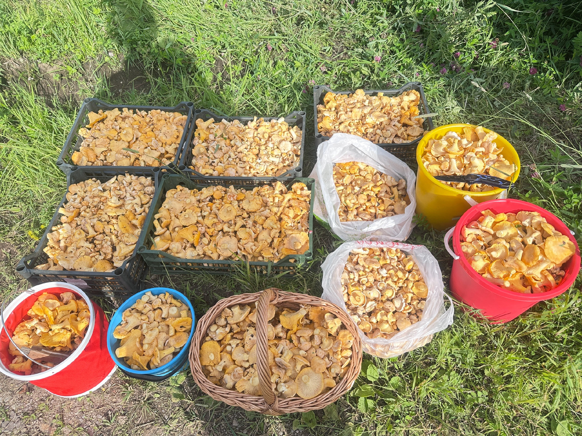 Фото: паблик ВКонтакте "Дары лесов Урала"