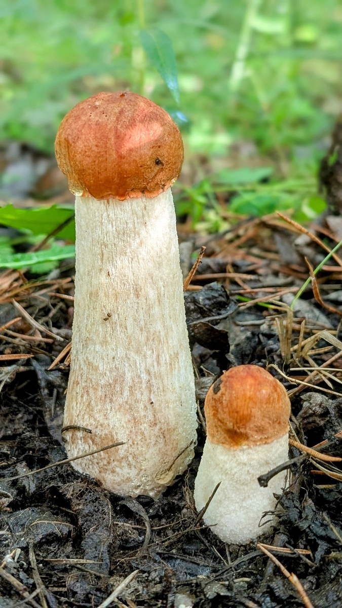 Фото: паблик ВКонтакте "Дары лесов Урала"