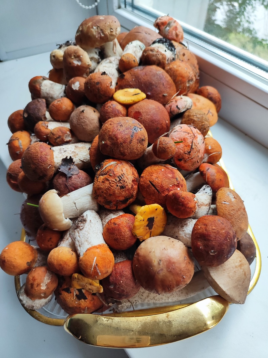 Фото: паблик ВКонтакте "Дары лесов Урала"