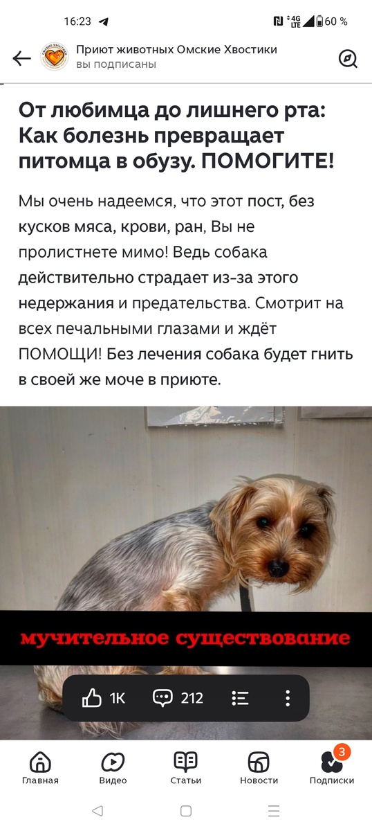 Вот такой пост увидела на канале приюта.