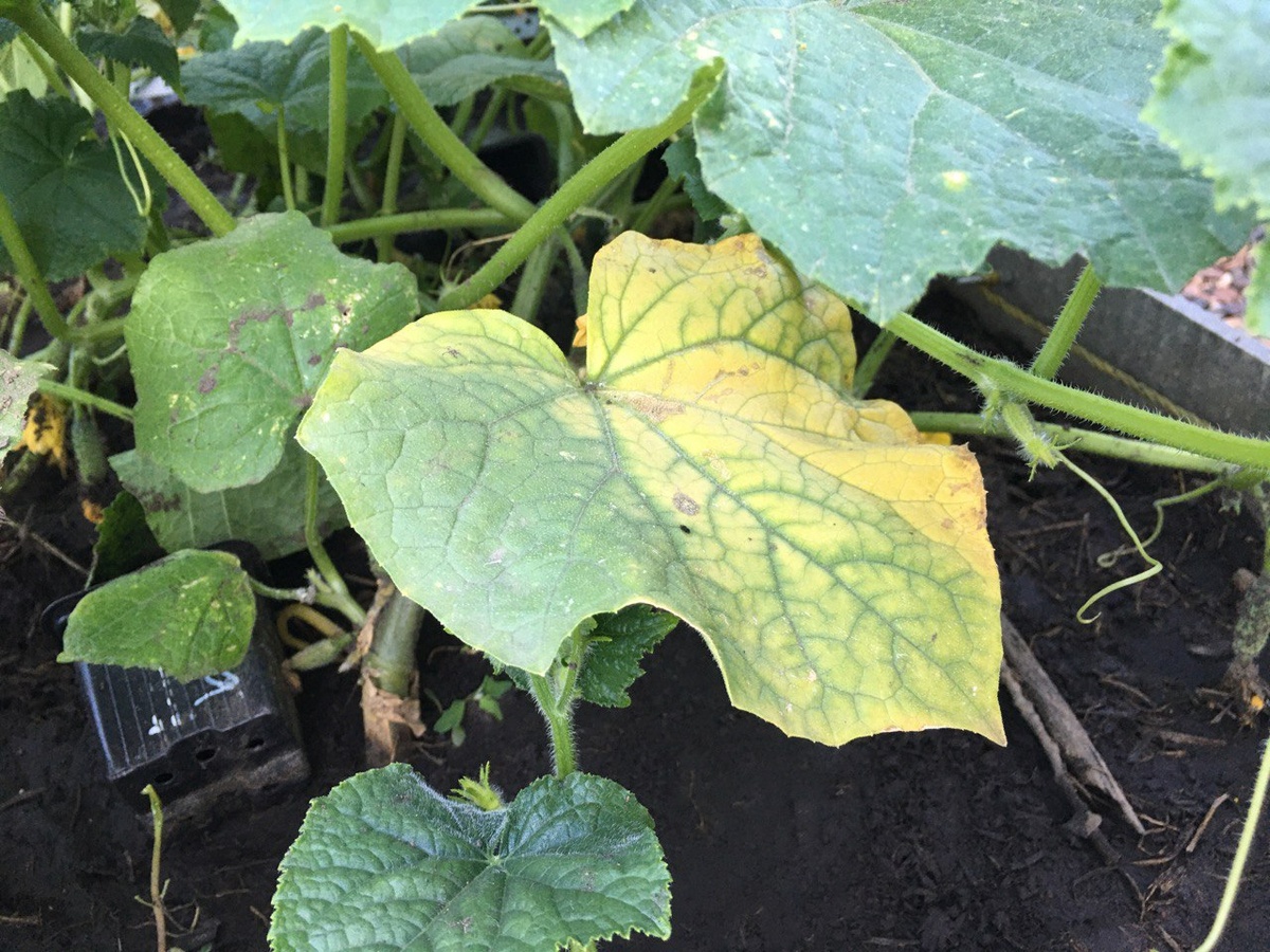 Желтые листья внизу куста бывают и по естественным причинам. Лист стареет, отдает все силы плодам и отмирает