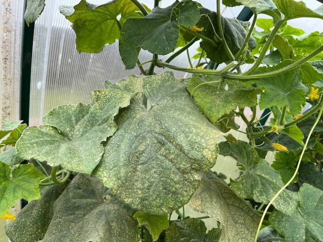 Так выглядят листья огурцов, пораженные паутинным клещом