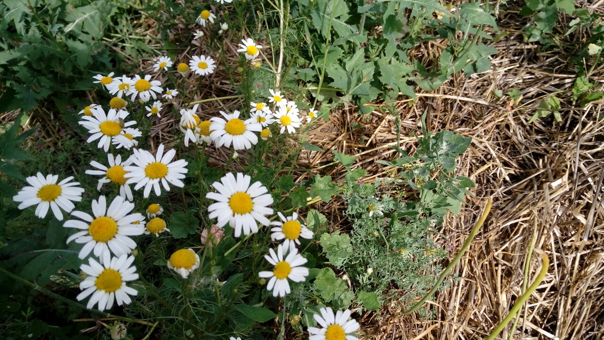 Фото автора.