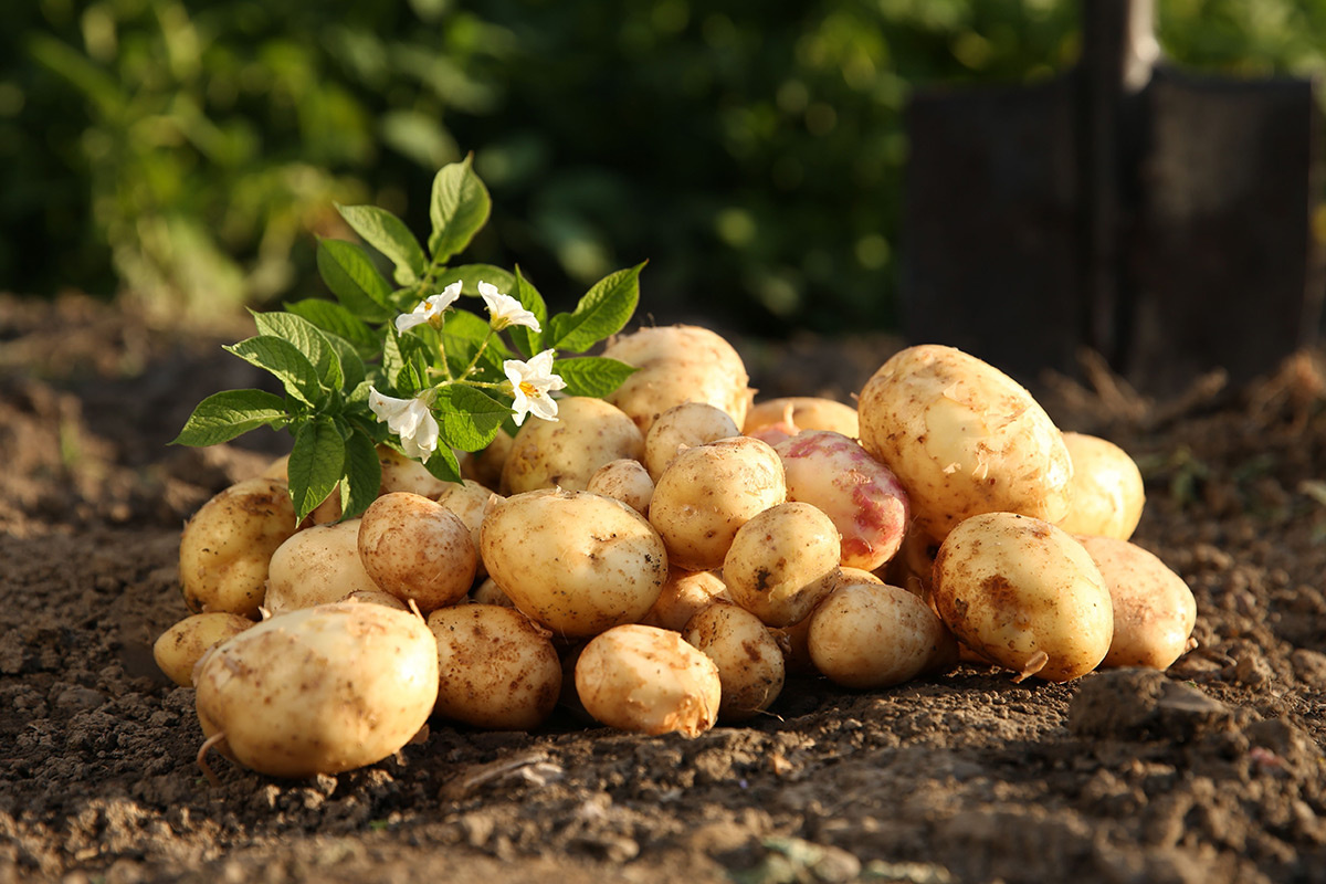    Фото: New Africa / Shutterstock.com