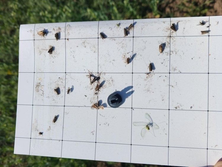    Фото: Филиал Россельхозцентра по Свердловской области