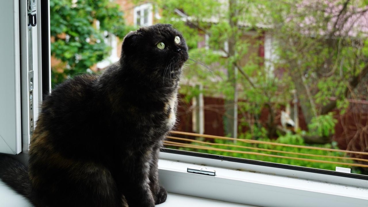 Наша болезная 🐱 ♥️ 