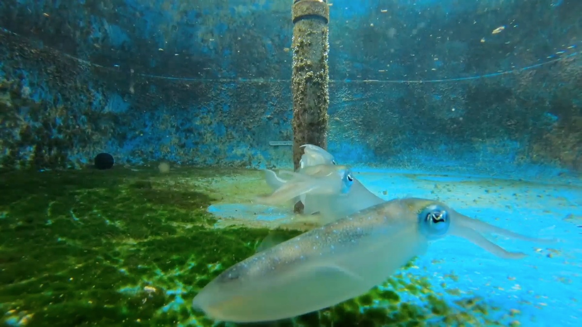 Фото с сайта: https://life.ru/p/1484187