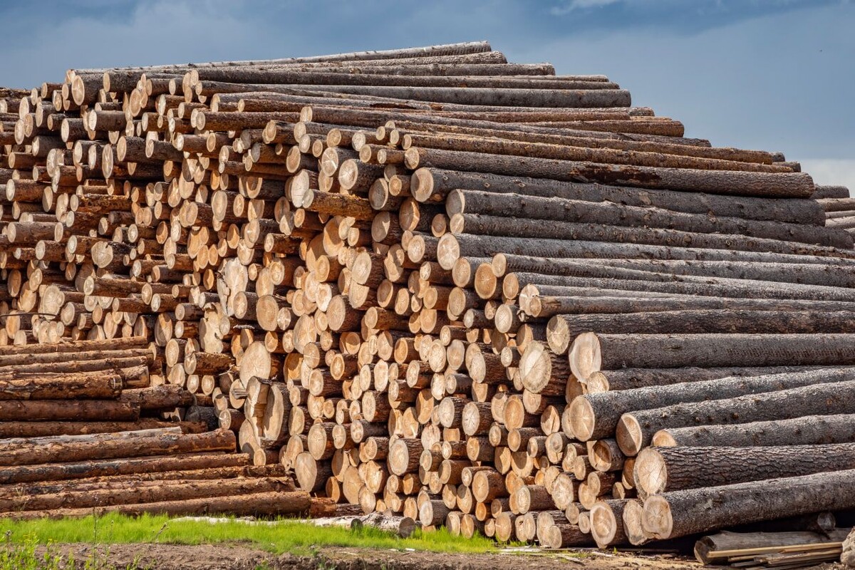     / Источник: © ИЗВЕСТИЯ/Константин Кокошкин