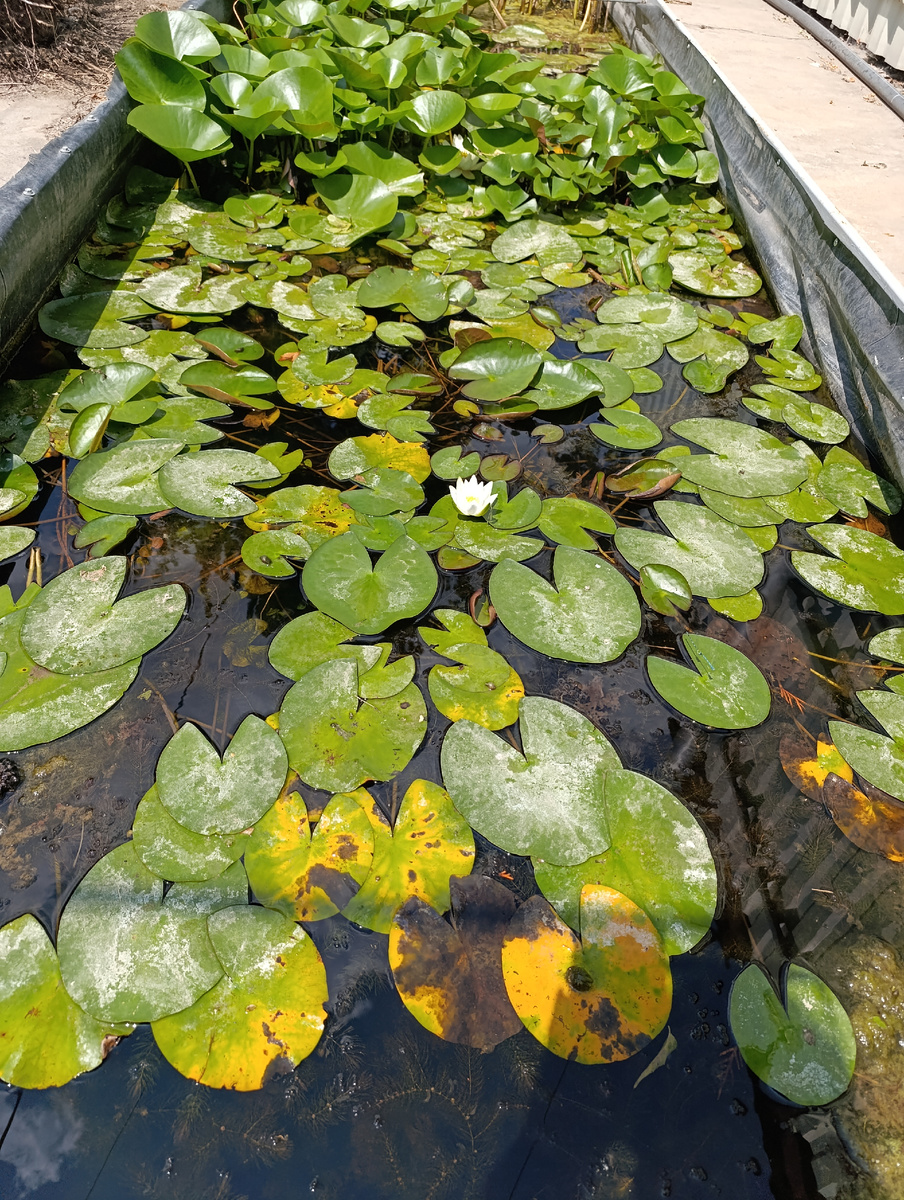 Прудик с кувшинками в саду.