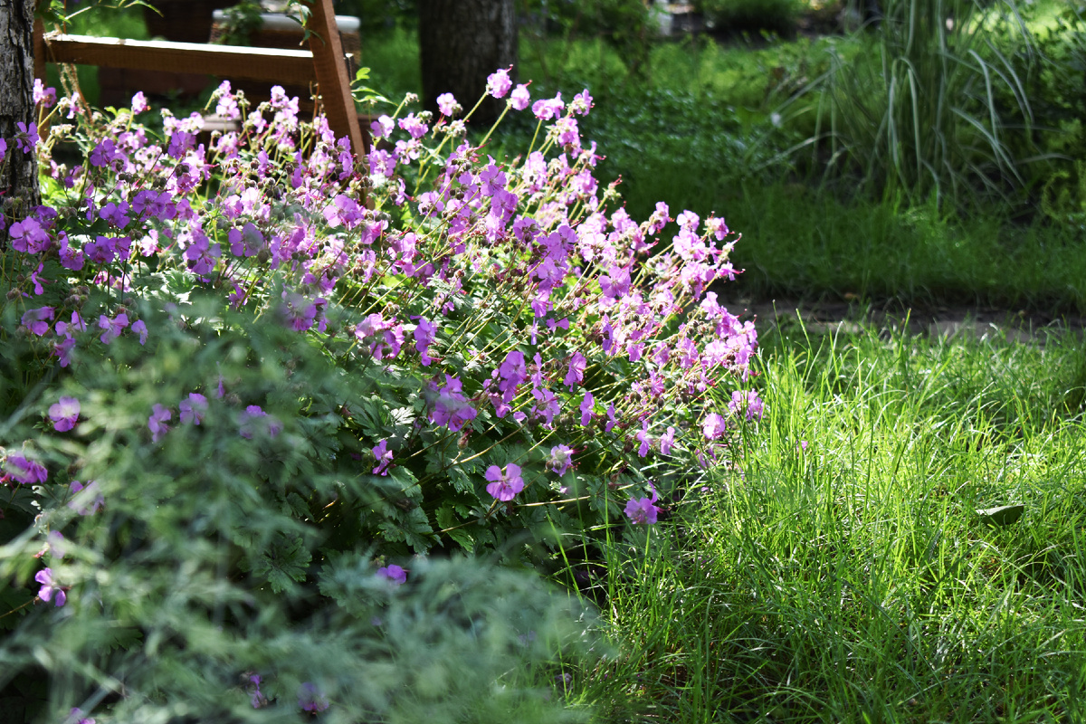 Герань крупнокорневищная