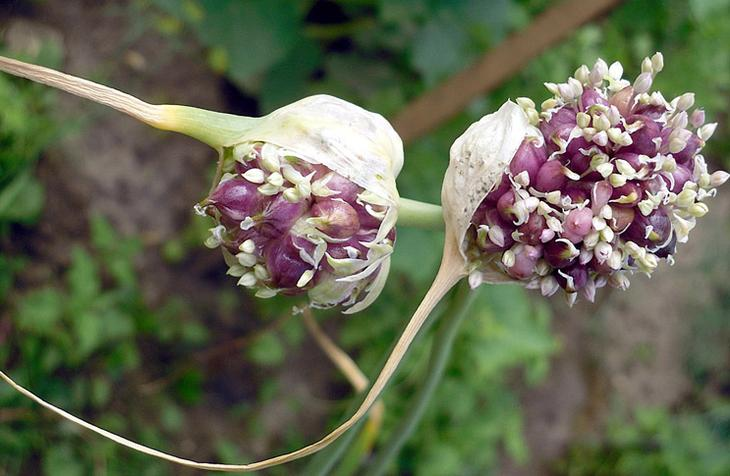 Вот теперь пора убирать чеснок