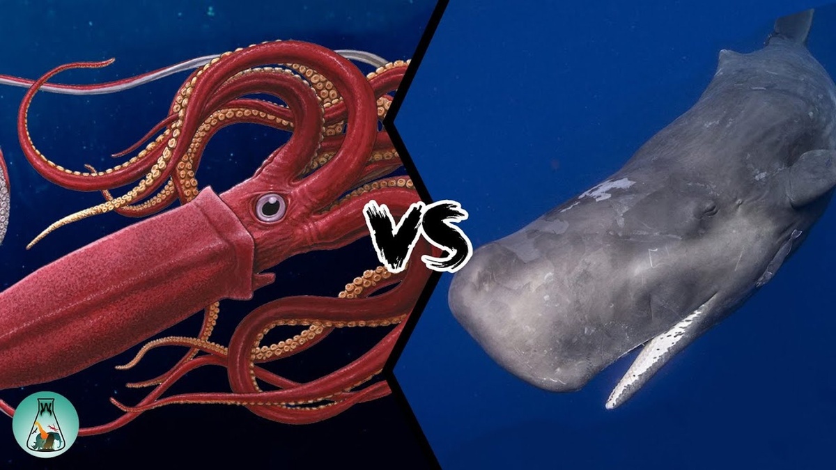 Фото с сайта: https://versatile.serv00.net/populer-vs-populer-olmayan-vs-squid-game-oyununda-super-populer-youtube/