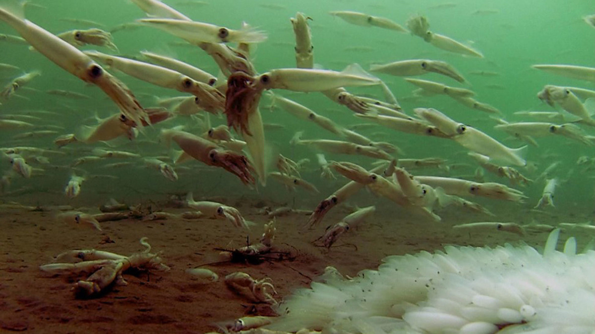 Фото с сайта: https://undark.org/2018/03/14/market-squid-alaska-climate-change/?ref=hvper.com