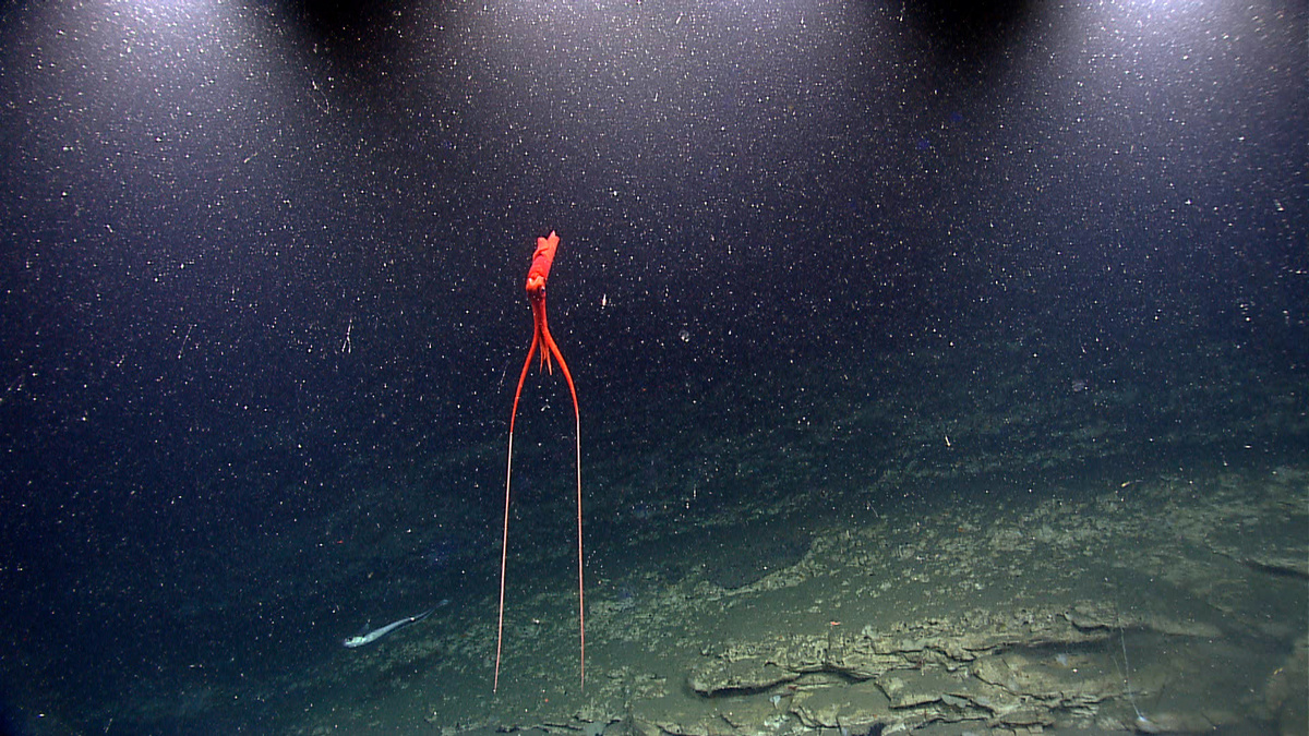 Фото с сайта: https://commons.m.wikimedia.org/wiki/File:Mastigoteuthis_sp.jpg