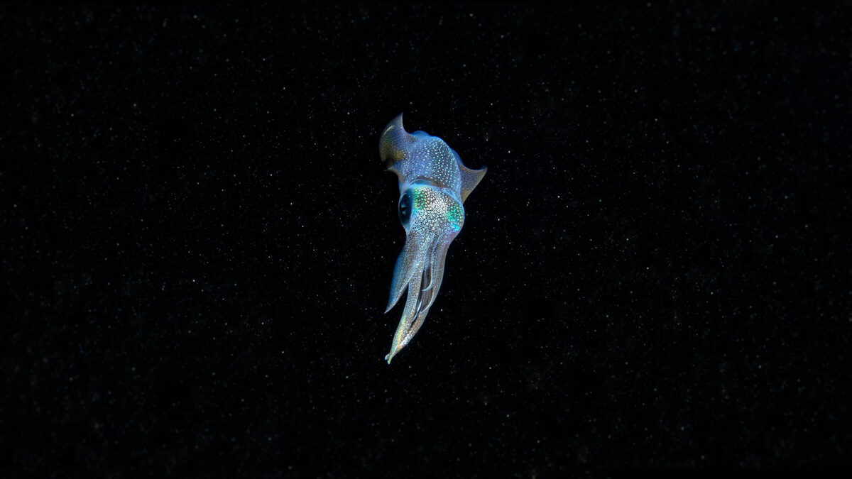 Фото с сайта: https://wallpapers.com/wallpapers/eye-flash-calamari-30re66li31ux6yf8.html
