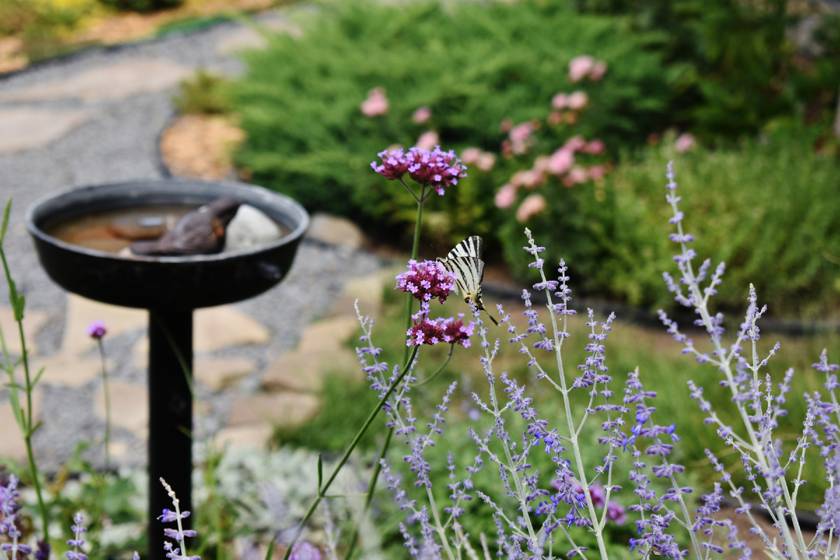 Бабочка на своей любимой вербене бонарской