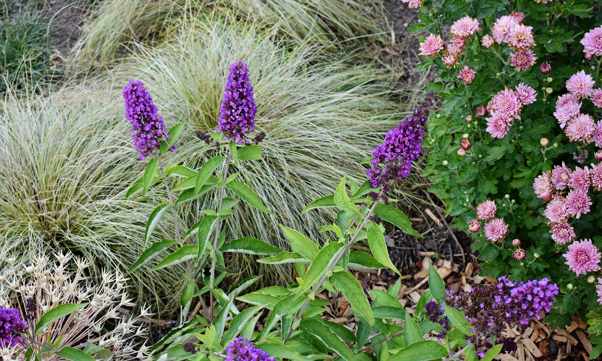  Буддлея "Нано Блю".