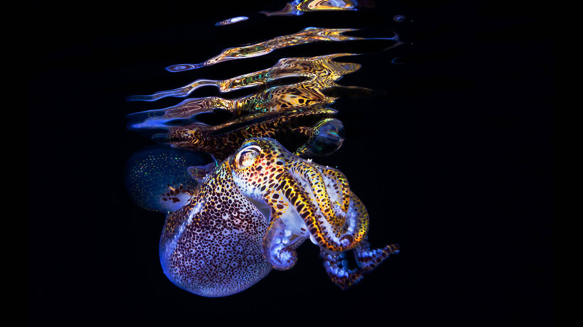 Фото с сайта: https://wallpapers.com/wallpapers/cuttlefish-swimming-just-below-the-surface-8i2xsnwnkb0xbm7m.html