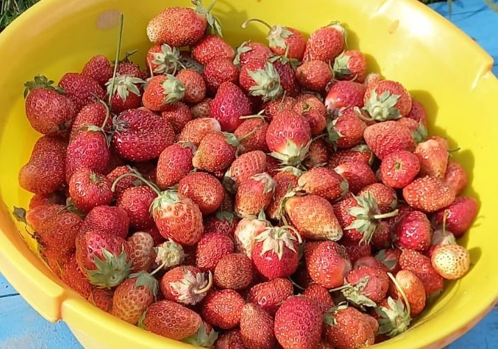 Столько клубники созрело за три дня. Три дня назад было еще больше. Фото: канал Мир глазами курьера