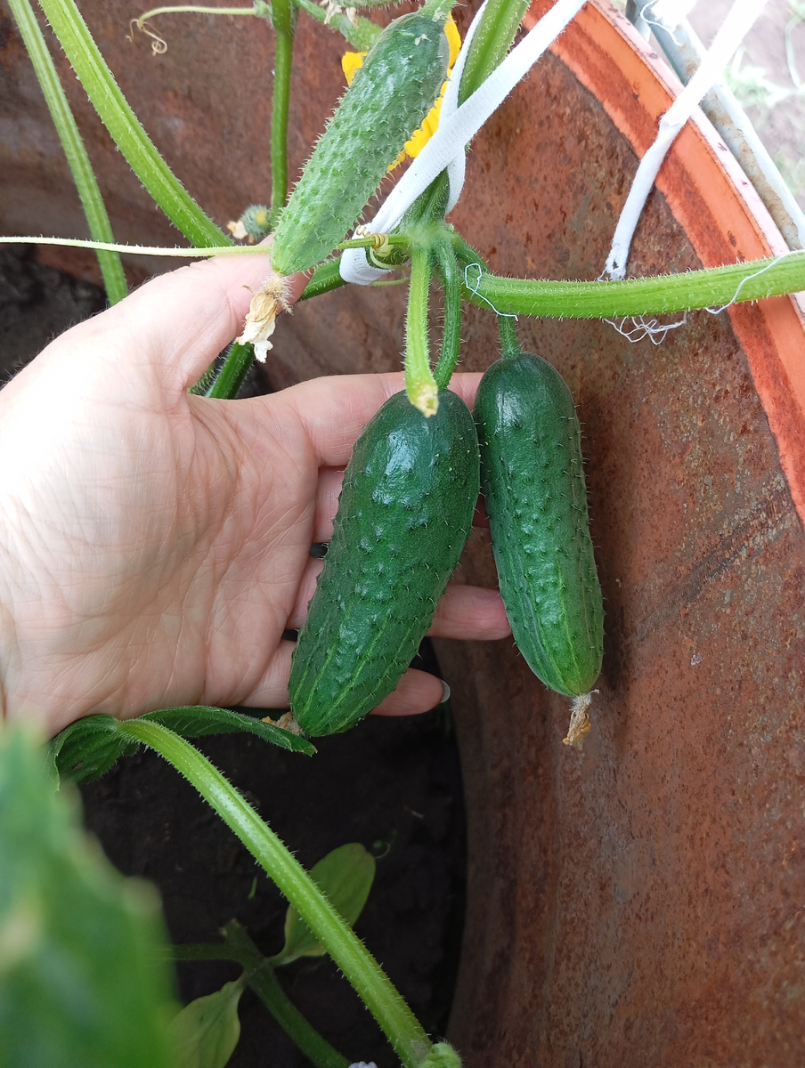 Первые огурцы