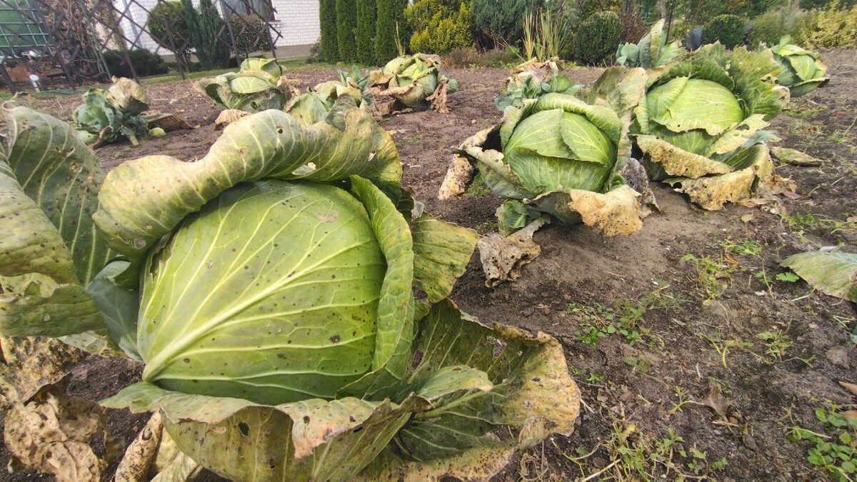 Урожай какого-то года. Фото автора