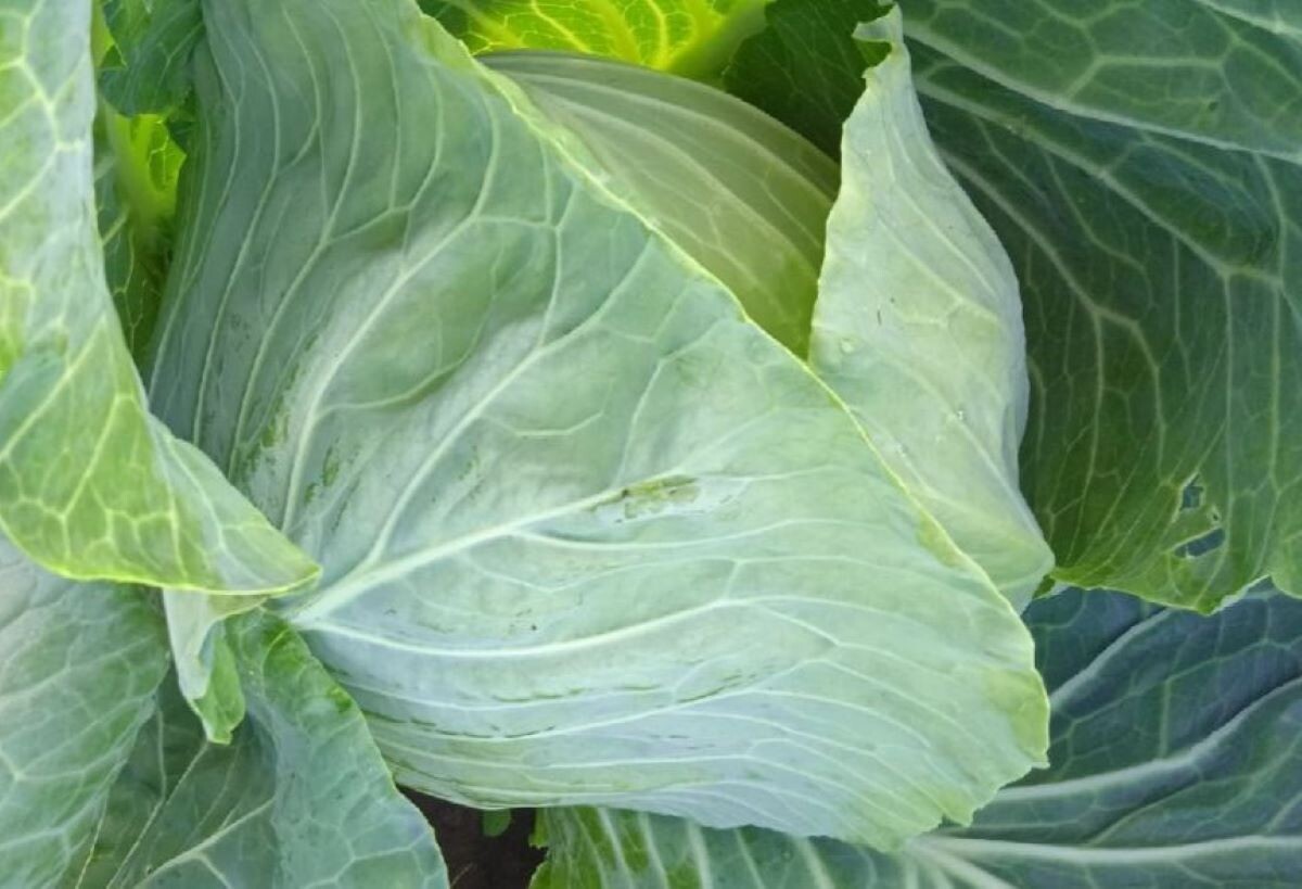 Капуста. Фото автора 