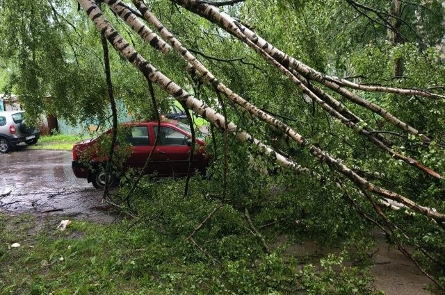    Береза упала на машины во дворе жилого дома в Брагине. Фото: АиФ/ Вера Мартынова
