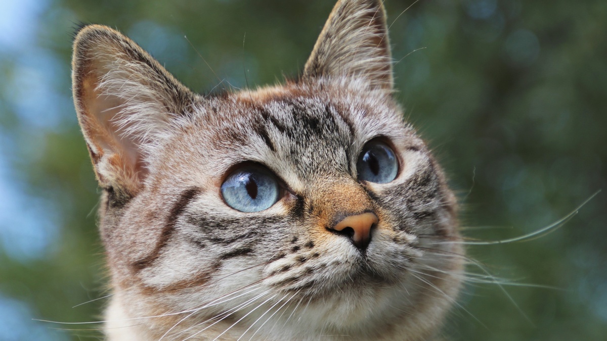 Фото с сайта: https://www.zastavki.com/eng/Animals/Cats/wallpaper-153676-23.htm