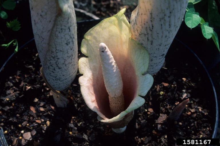 Amorphophallus bulbifer (Roxb.) Blume. Фото: https://www.invasive.org/