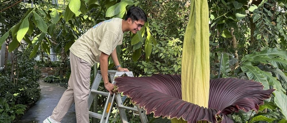 Amorphophallus titanum. Фото: https://www.tagesspiegel.de/