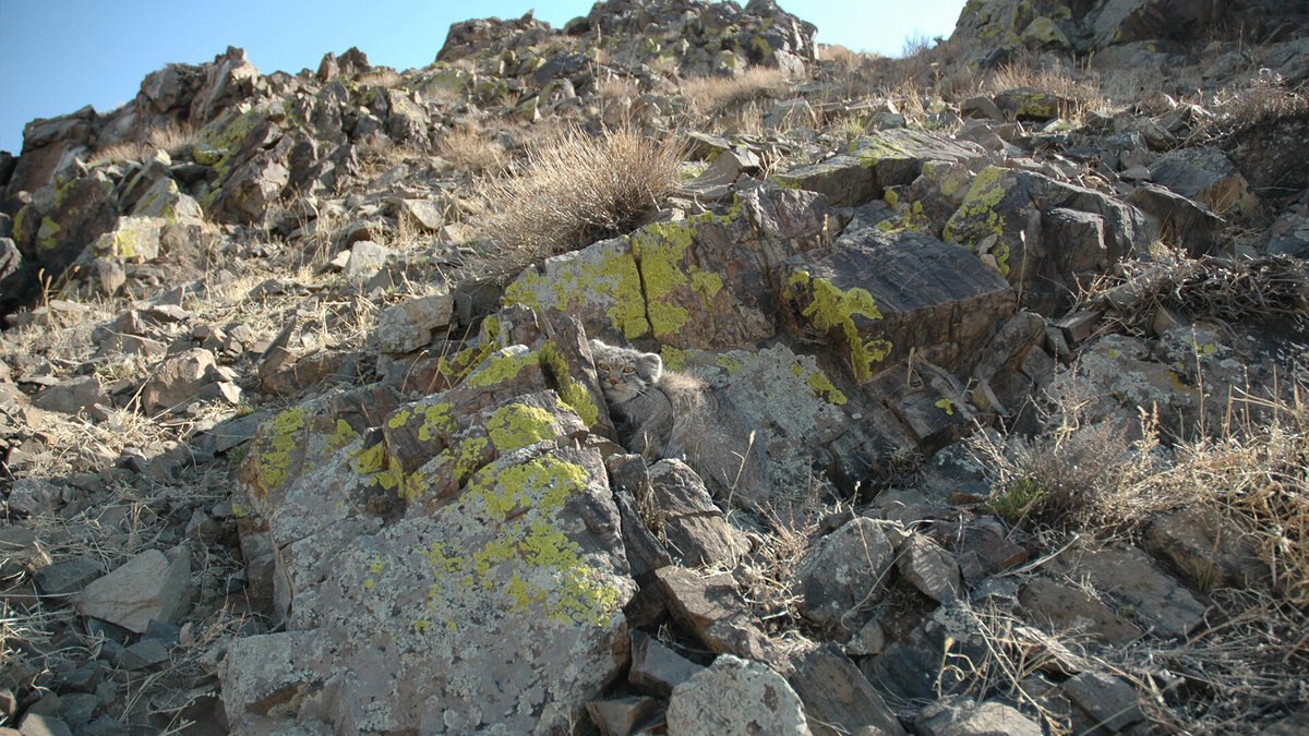 Кто спрятался на этой фотографии?