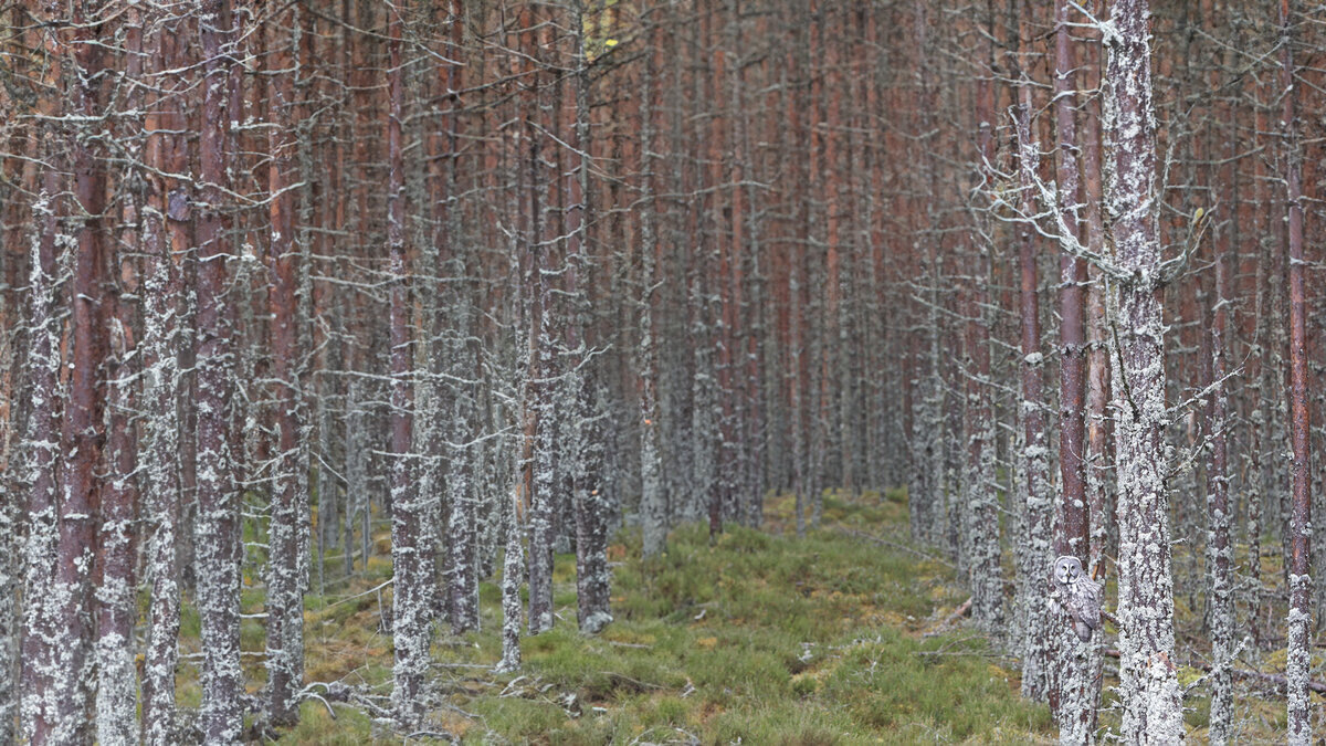 Кто спрятался на этой фотографии?