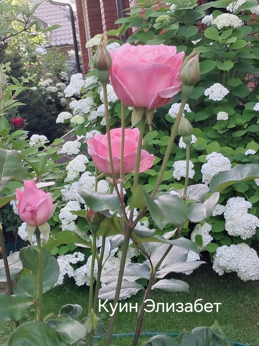 Роза "Королева Елизавета" на фонк древовидной гортензии "Аннабель" 