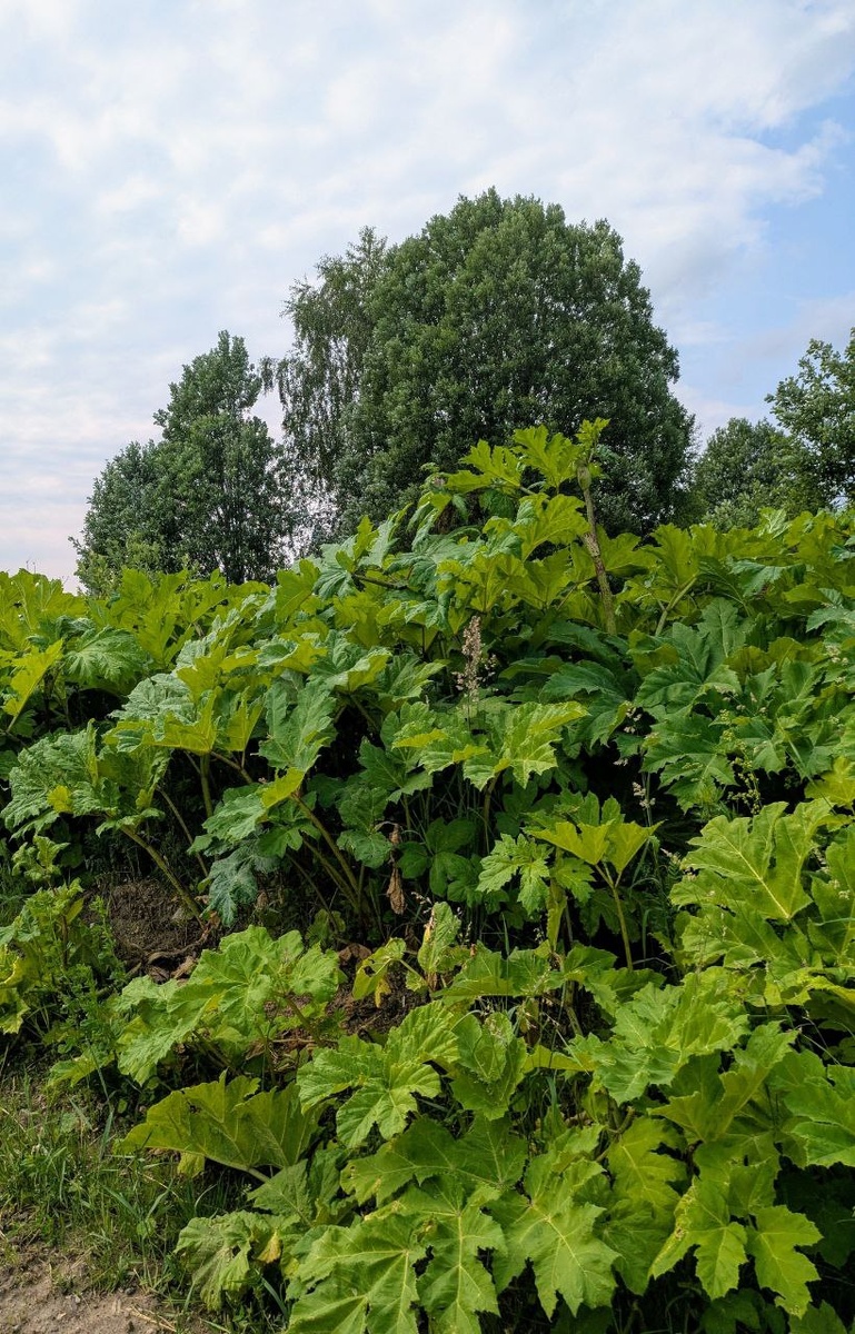 Борщевик. Фото: дзен-канал История одного ремонта и что было после