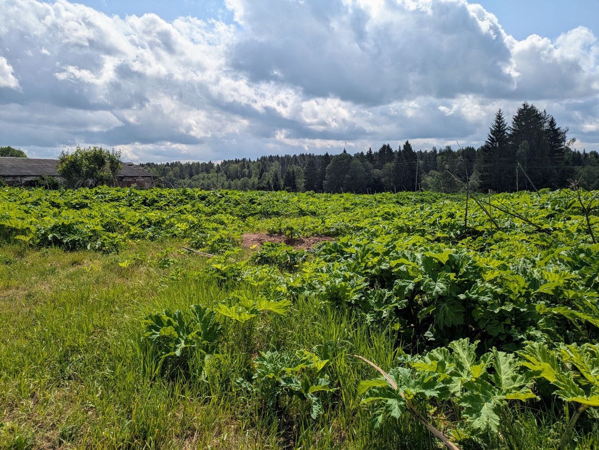 Поле борщевика. Фото: дзен-канал История одного ремонта и что было после