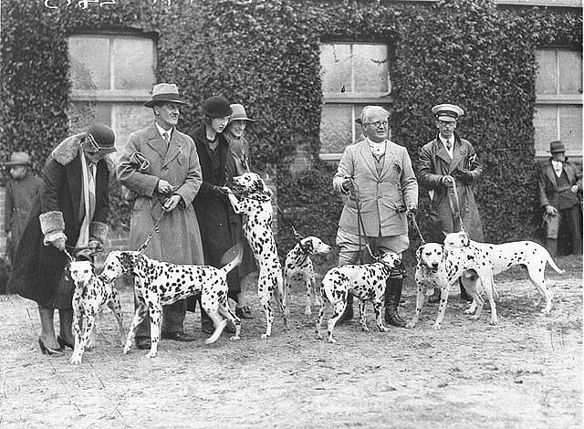 Первые выставки собак проходили в Англии и Франции в 18 веке, там показывали собак охотничьих пород с целью выявления их лучших представителей