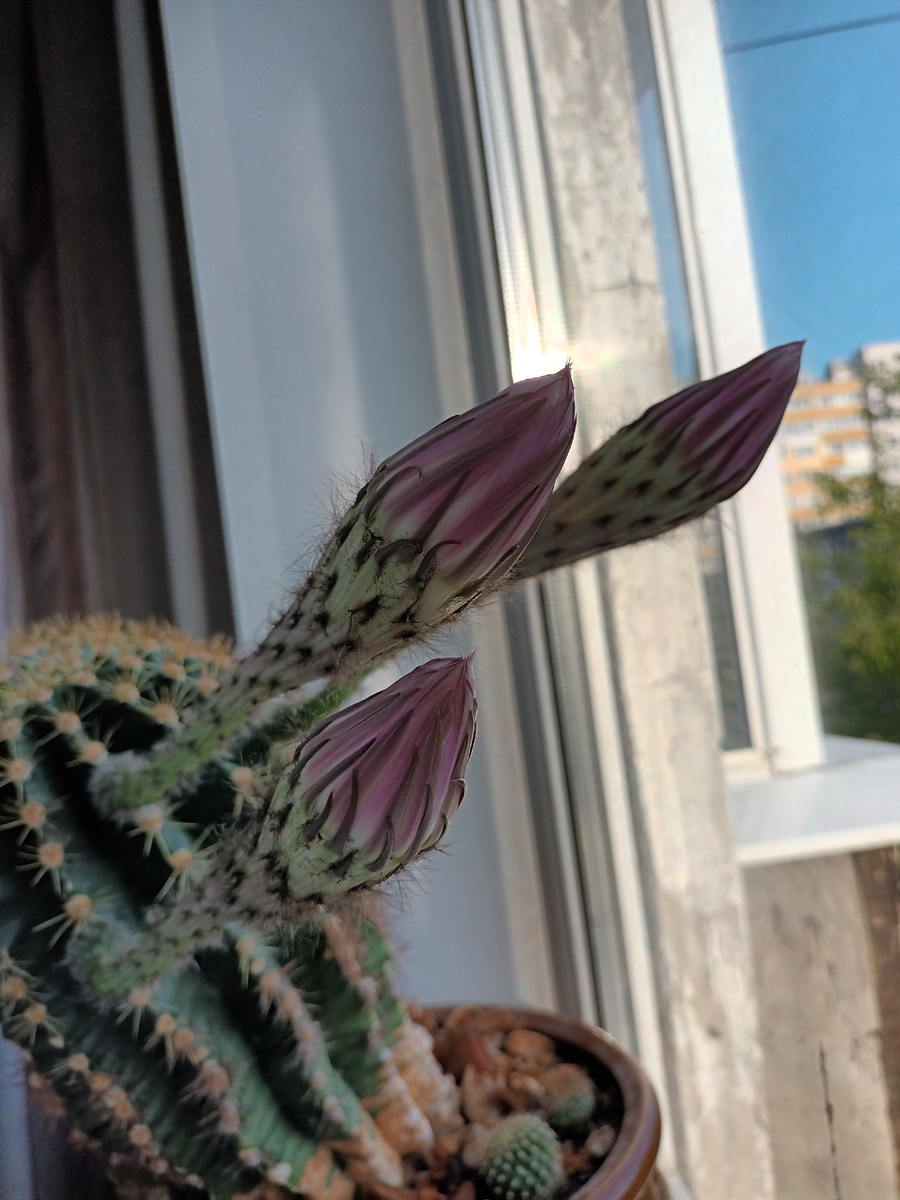 Зацветает эхинопсис