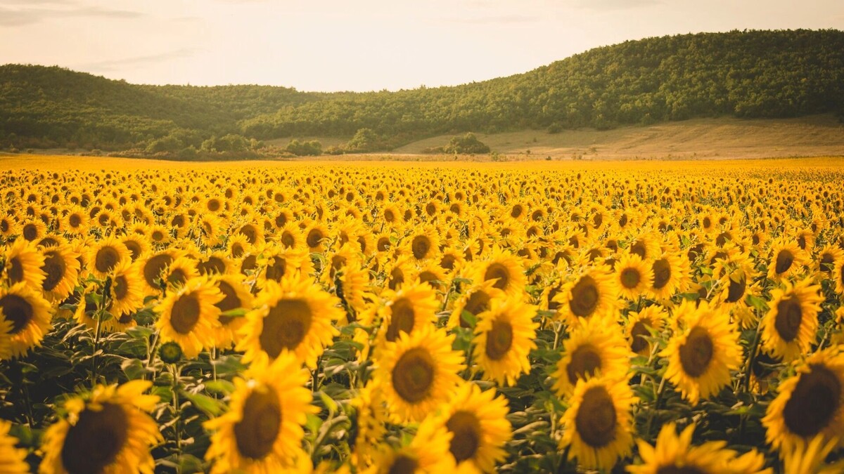     Источник: 1MI