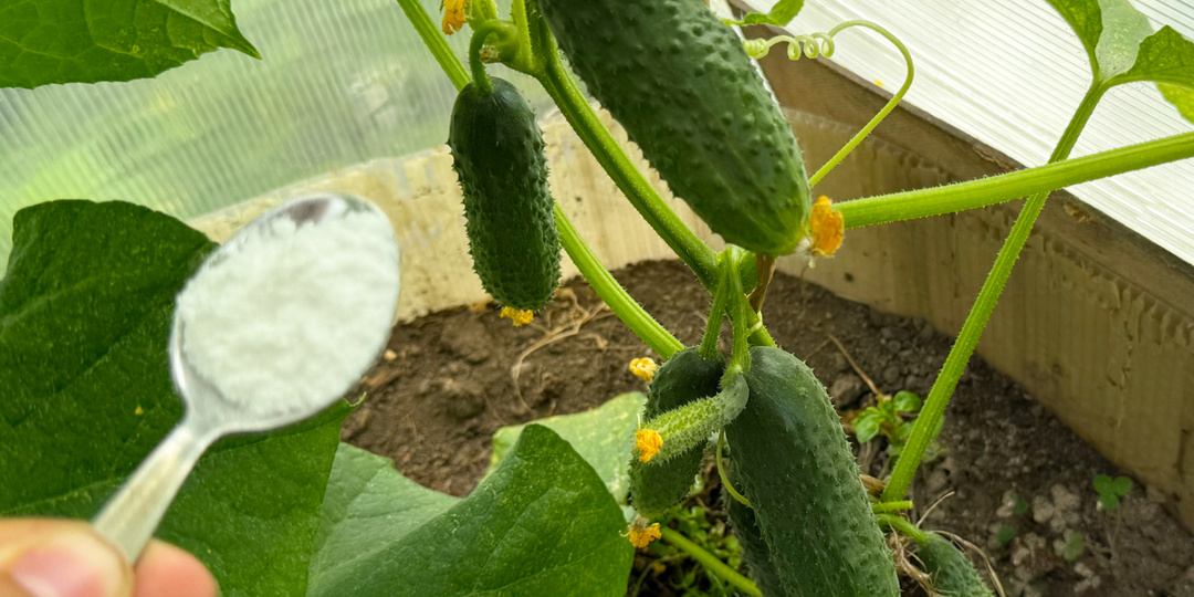 1 ложка — и огурцов нарастает тонна: не желтеют, и завязи не опадают. Самая эффективная натуральная подкормка