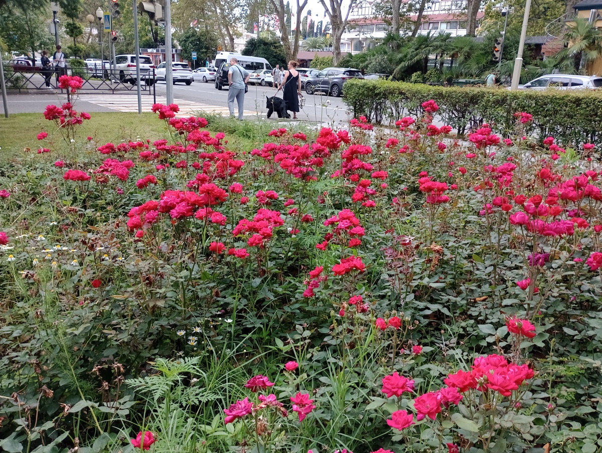 Розы на улице Парковой. Сочи, июль-2025