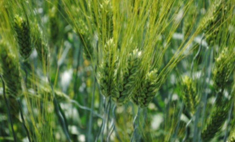    Фото: Минсельхоз Липецкой области