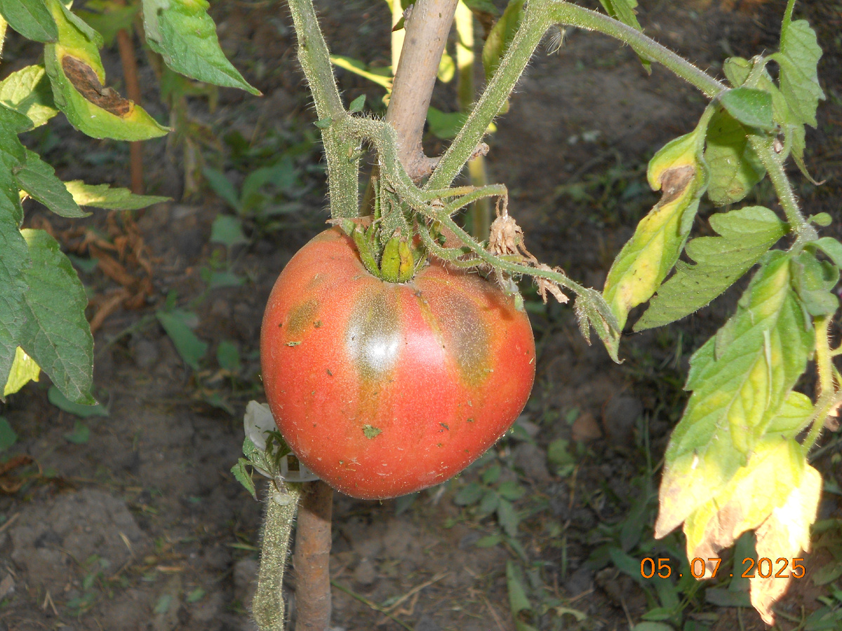 Первая Японка этого года. Ей нужно было ещё повисеть и дозреть, но я не дождалась.